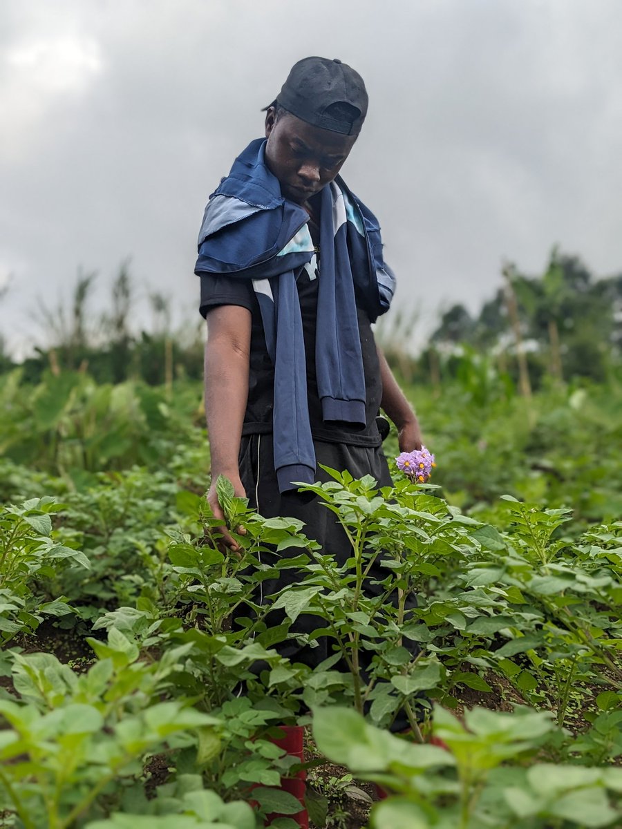 The Farmer Ghislain 🇨🇩 tweet media