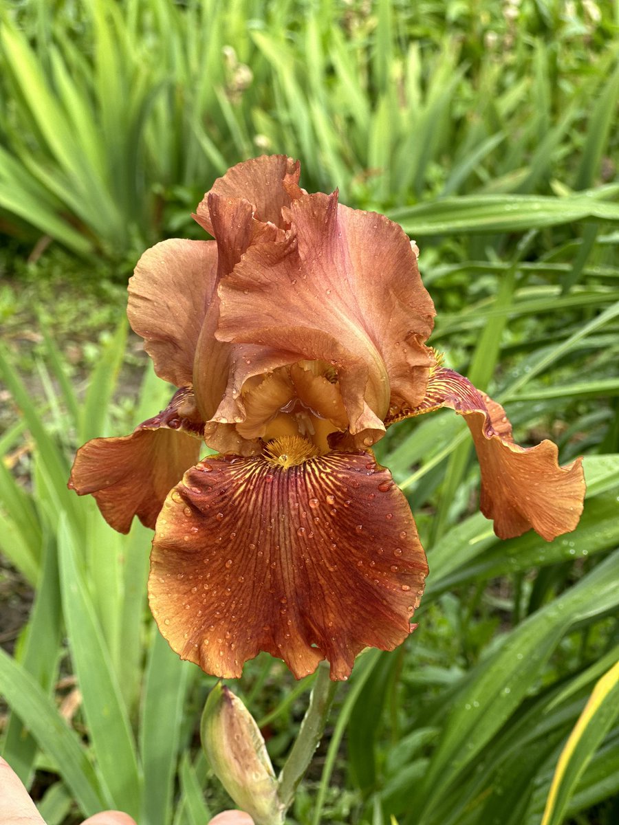 TB Iris ‘Carnival Time’ a people’s favourite in season though we aren’t seeing many people this season! Don’t forget irises will be available from the 1st August online to order! irises.co.uk #plants #carnivaltime #beardedirises #irises #carnival #time #iris #mailorder