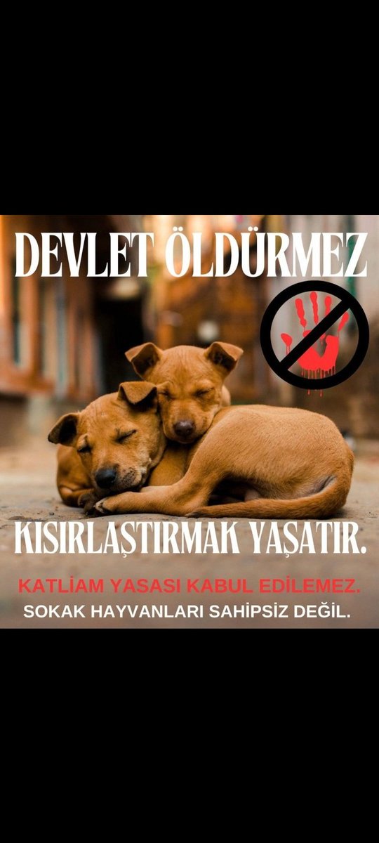 eylulyigit's tweet photo. #sokakhayvanlarisahipsizdeğil https://t.co/RpNlQwvvZO