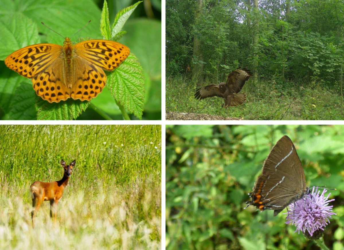 PraxGroup's tweet image. #DidYouKnow Prax Lindsey Oil Refinery supports both Humber Nature Partnership and Humber Conservation with local conservation initiatives🌿. These initiatives include the development of a plan for the area of woodland owned by the refinery. #PraxFact #EnvironmentalProjects