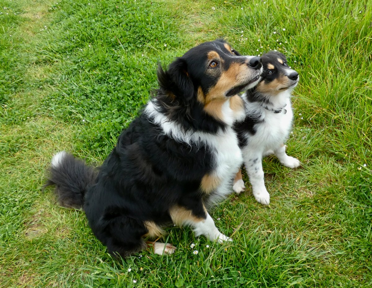 CliffsideKatie's tweet photo. Like butter wouldn't melt. Little one learning from the best (treats just out of shot obv π¦΄) #colliepup #bordercollie https://t.co/0aiY7wjDcO