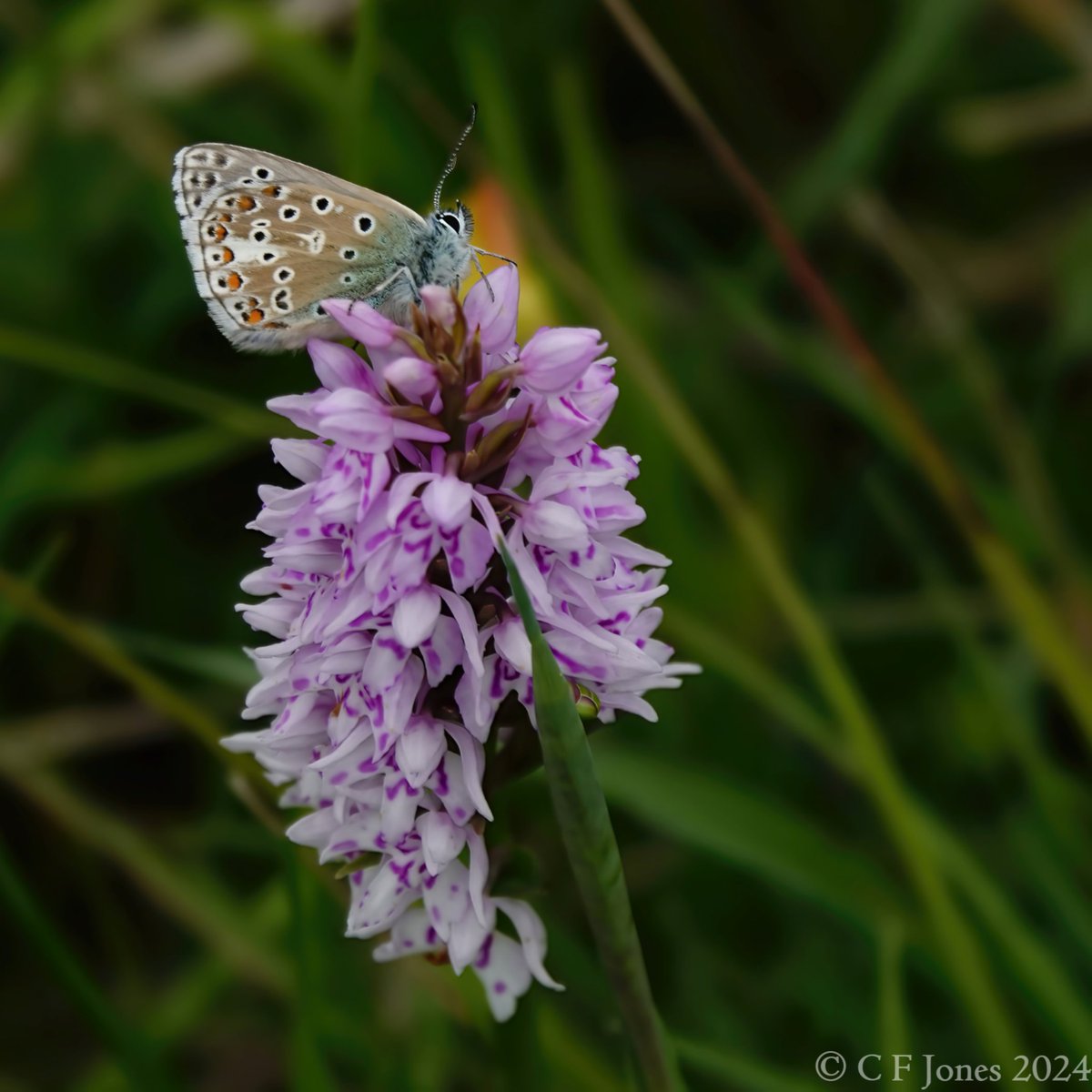 Adonis Blue on Spotted Orchid. Prestbury Hill, Gloucs 20/5/24
@BC_Glos @BC_WestMids @savebutterflies