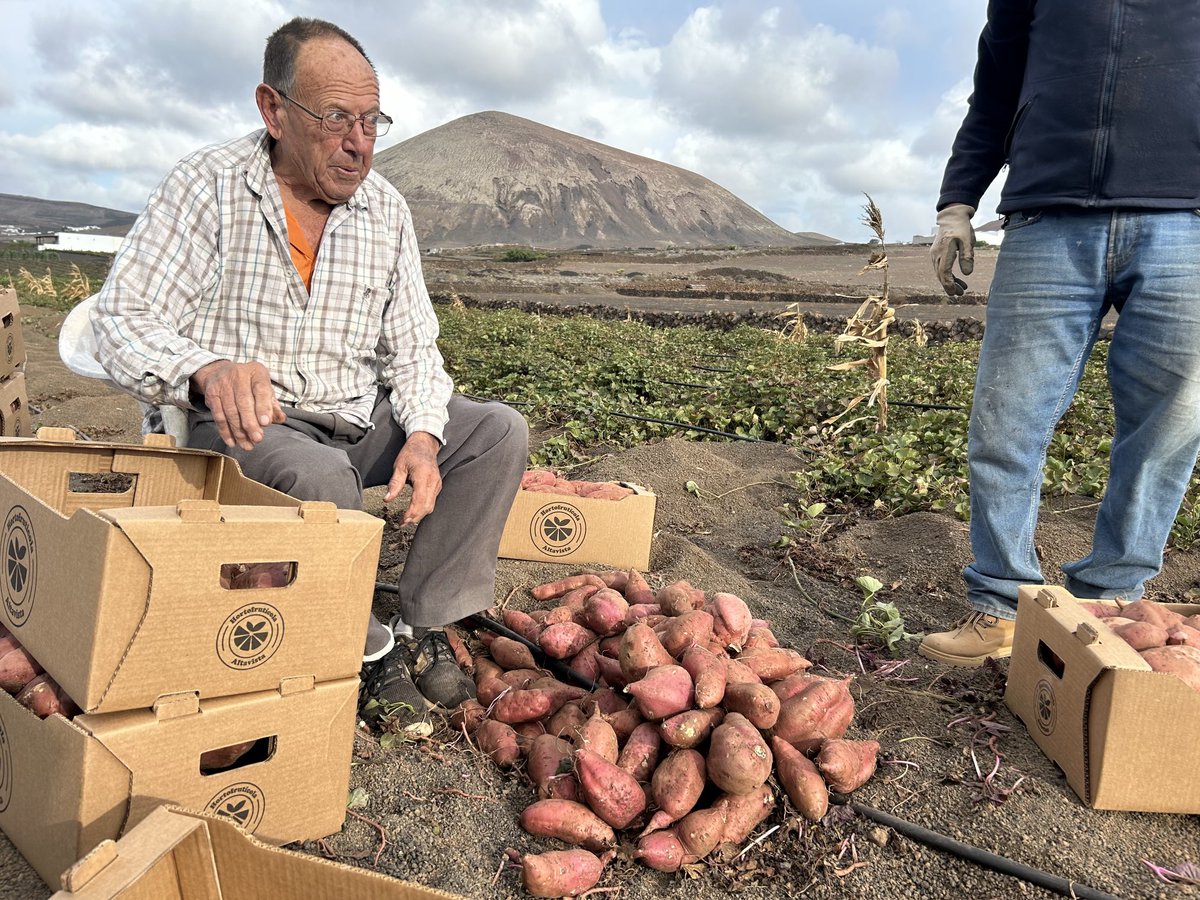 apergon's tweet photo. Don Manuel, un largo apretón de manos y la amable sabiduría del cultivo de batata 🍠 ⏳ en los arenados de Lanzarote  🌋🌱📚 https://t.co/RStDgMhmwN