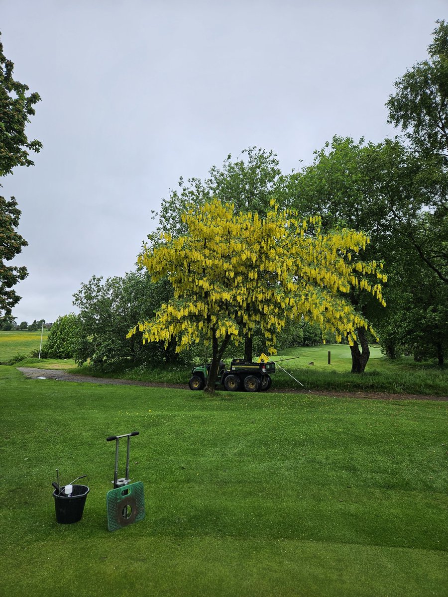 After yesterday's washout course set up underway <a href="/HowleyGC/">Howley Hall GC</a>. Course taken the rain not too bad, couple of good drying days and we should be back on point. The Laburnum looking splendid behind the 1st this morning.