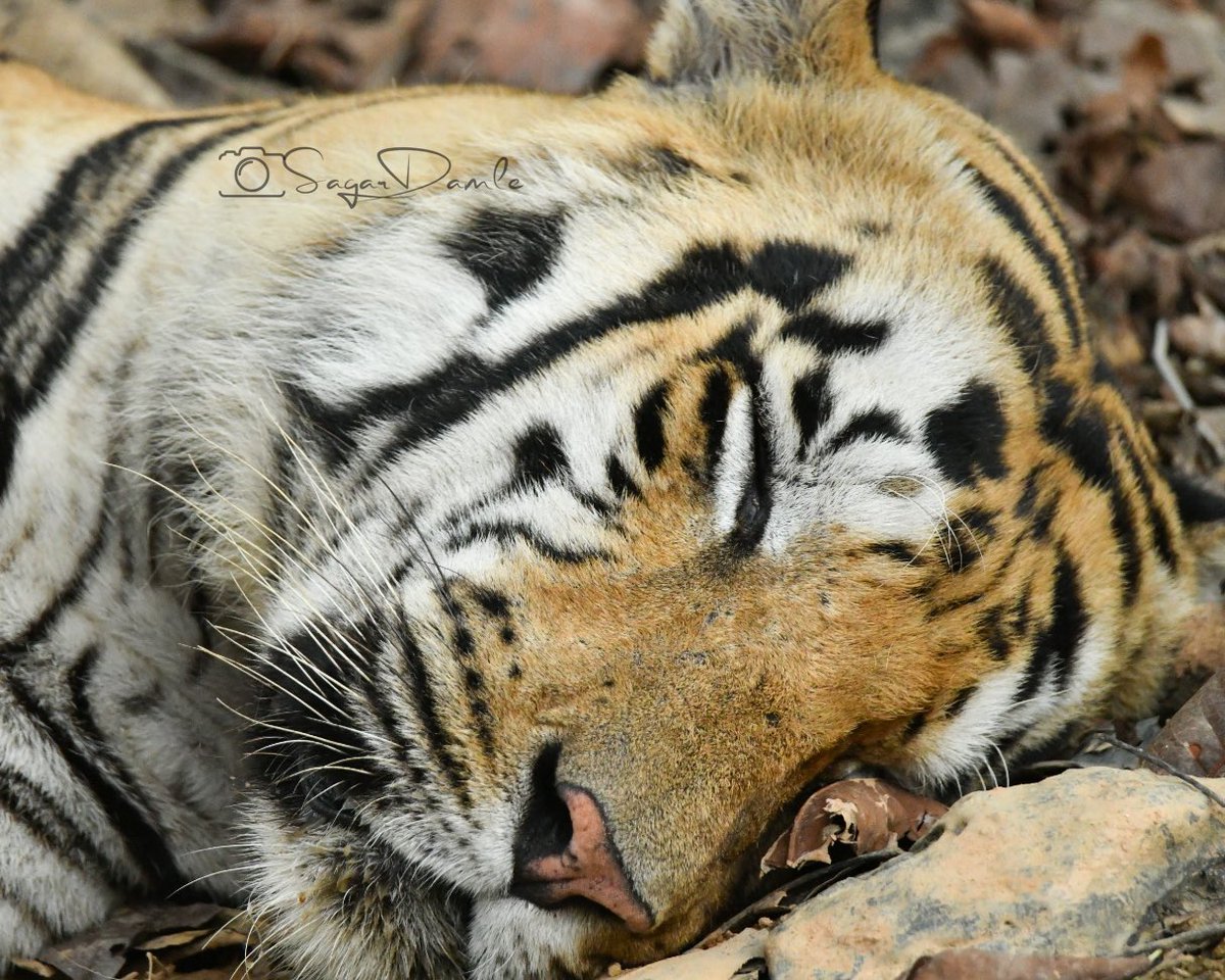 Shambhu in deep sleep. Felt like patting his back so that he rests well but resisted 🤣🤣. #BeWildLiveWild