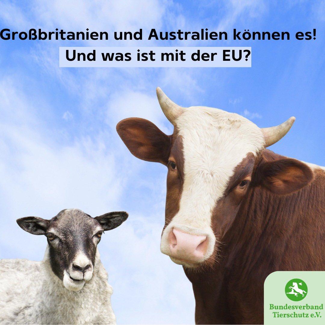Im Koalitionsvertrag stand: Die Anbindehaltung von Rindern soll beendet werden. Doch das Bundeslandwirtschaftsministerium macht das Gegenteil! Lest euch den Offenen Brief von mehreren Tierschutzverbänden an Cem Özdemir durch.bv-tierschutz.de/uploads/240521… 
#tierschutz #tierrechte #kühe