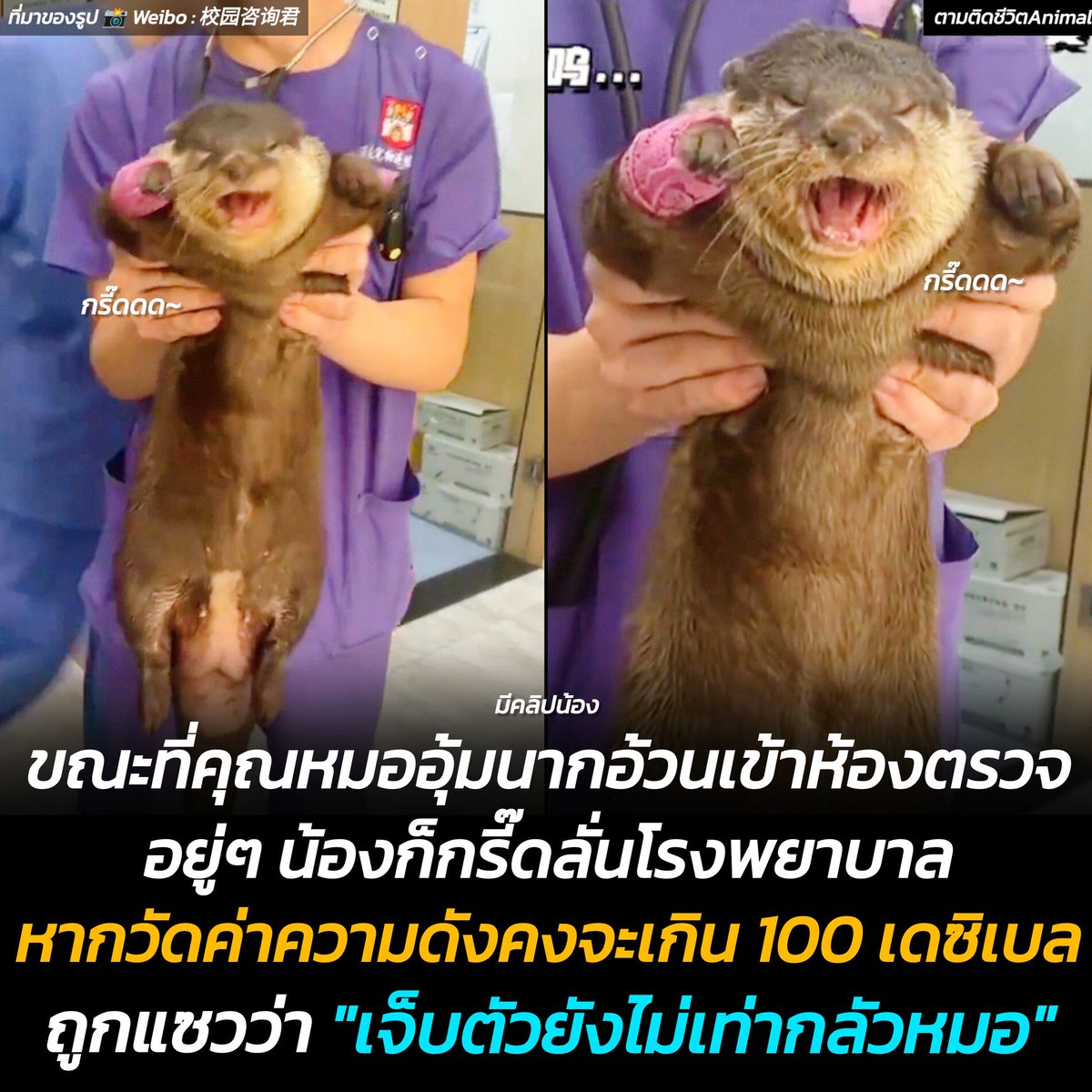 ตามติดชีวิตAnimal tweet media