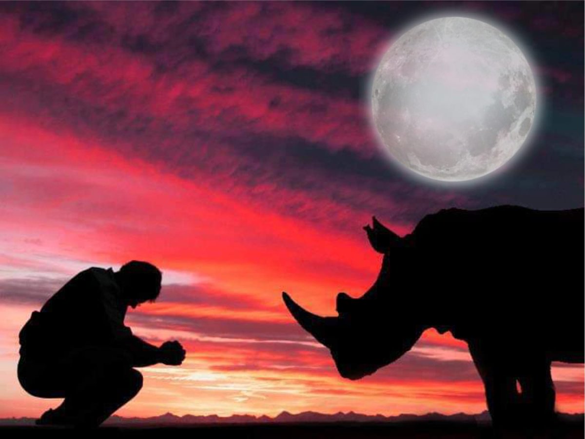 Tonight is #fullmoon a most dangerous time for our brave rangers & #wildlife. Please spare a thought for the dedicated boots on the ground who risk their lives daily to protect our precious #rhinos & other #wildlife. Salute & stay safe wildlife warriors! #StopRhinoPoaching 🦏🆘️