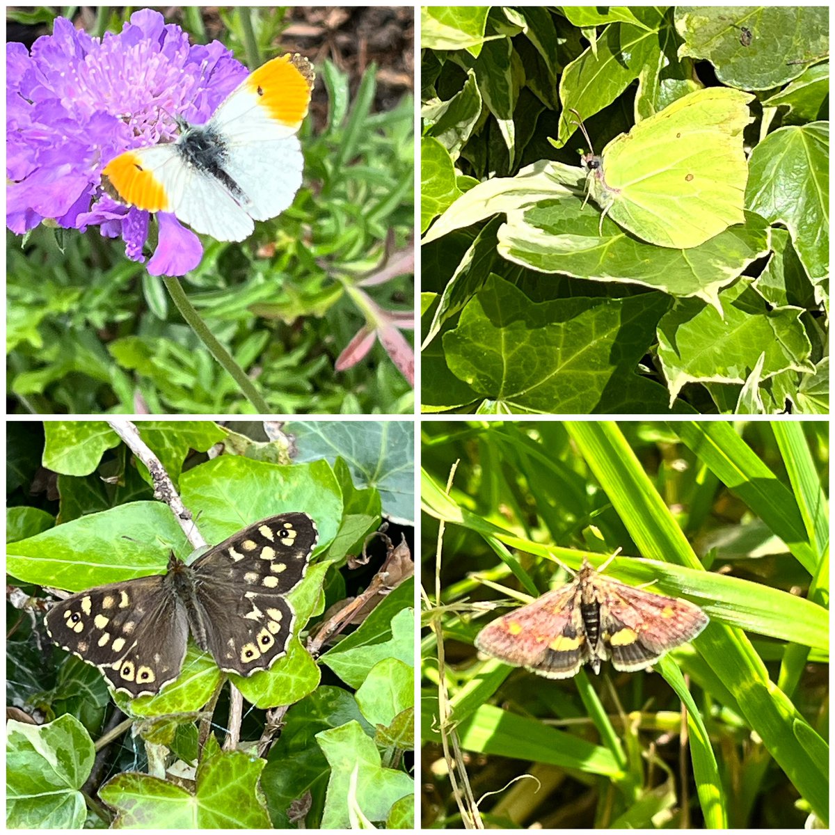 Good morning. Fabulous weather we had over the last weekend brought in many different garden visitors including the tiny Mint Moth. #MyGarden #InsectThursday @savebutterflies Happy Thursday.