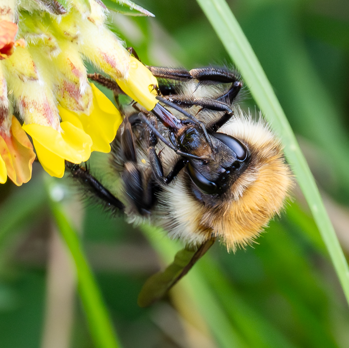 Bee on Kidney vetch #InsectThursday #Macro #MacroHour #Bee #SaveOurBees