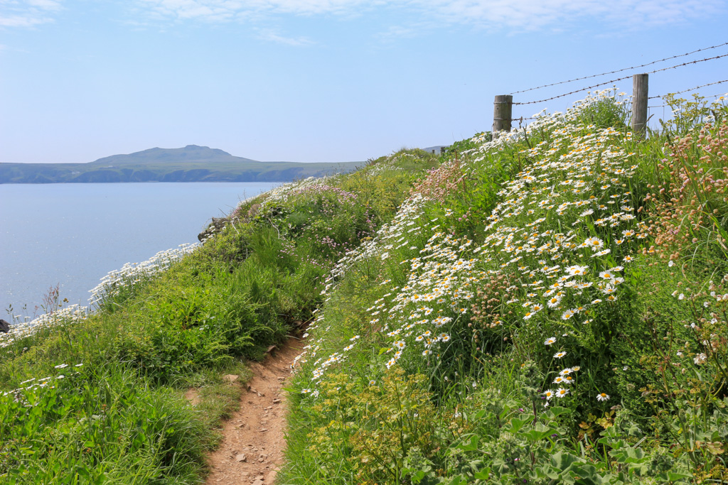 The coast path at St Justinians with flower garlanded banks and spectacular views of Ramsey Island and Carn Llidi - I really did not want to leave @WalesCoastPath @PembsCoast @ItsYourWales @StormHour