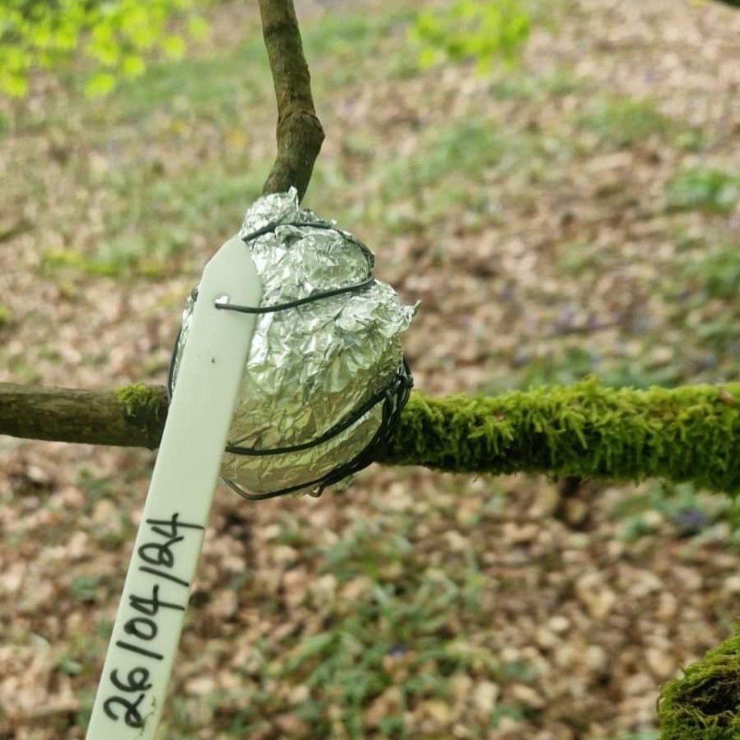 Catherine_KE_UK's tweet image. #trees #propagate #propagation