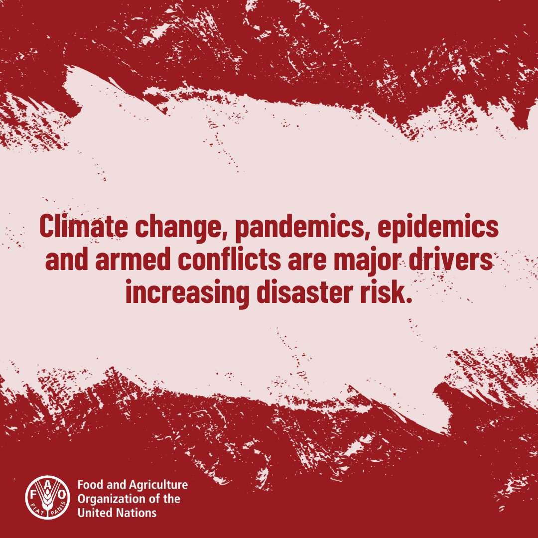 Understanding drivers of disaster risk – like #ClimateChange, pandemics, epidemics and armed conflicts – and their cascading impacts on agriculture and food security is crucial to ensuring resilient agrifood systems. Learn more 👉 bit.ly/3PXM88F #DisasterRiskReduction