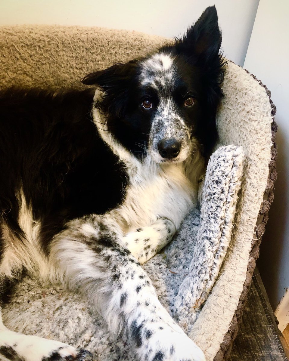 ‘I’m not going out, it’s raining’ At least that’s what we think Jessedog is saying!