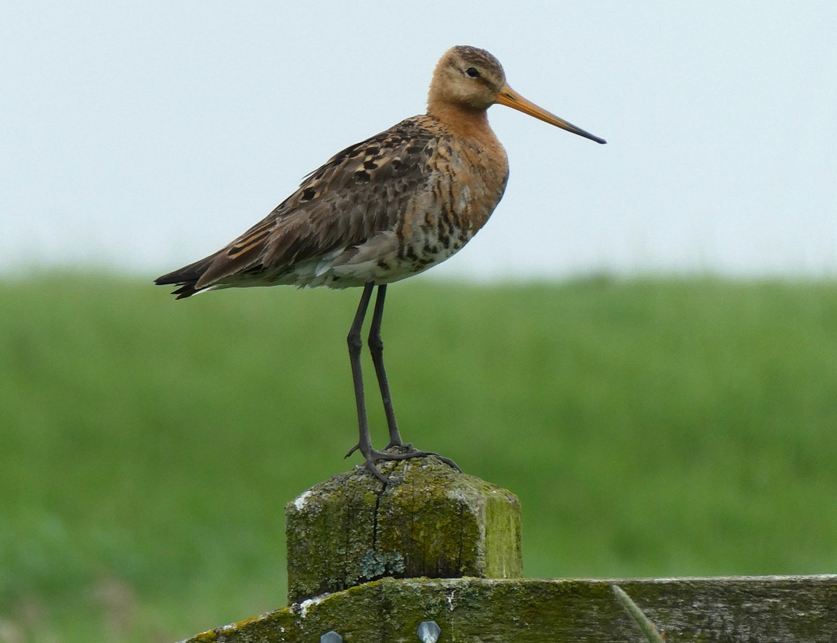 Fanatiek wakende man #Grutto, tijdens telronde nr 4, weidevogels <a href="/GR_Landschap/">Het Groninger Landschap</a>  afgelopen weekend. Hoe verder in het seizoen hoe waakser ze worden. Prachtvogels!! <a href="/vogelnieuws/">Vogelbescherming NL</a> <a href="/Sovon/">Sovon Vogelonderzoek Nederland</a>