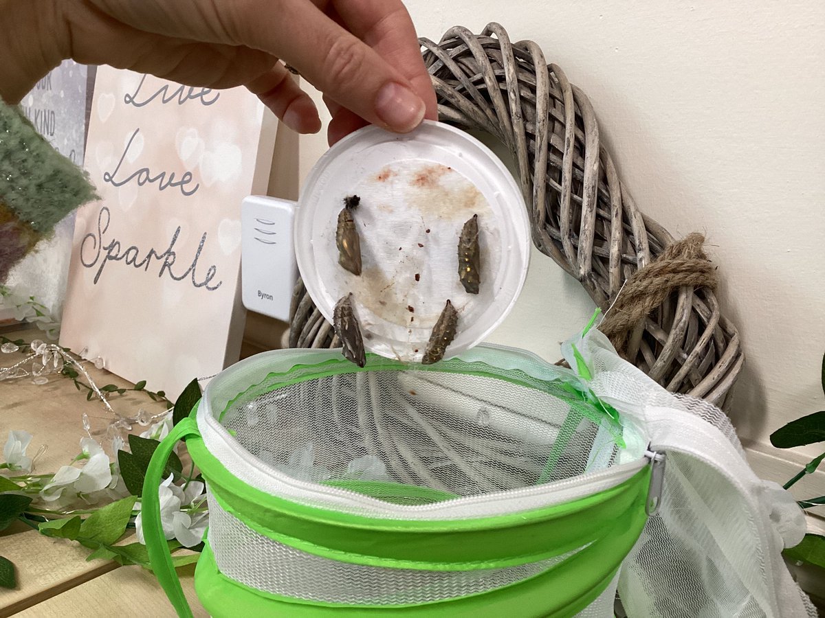 ArchibaldFirst's tweet photo. We have reach the chrysalis stage. Mrs Bramley and Mrs Jones successfully moved them to the butterfly net. Butterflies coming soon. #AFSScience https://t.co/bCegYEBNHg