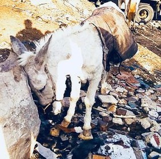 💔 Have you ever felt so broken you just wanted to give up? This donkey has. Head slumped on a rock, his spirit seems crushed. But unlike us, they can't speak their pain 🫵Your donation is a lifeline for animals like this & we are there to help them bit.ly/3VCDsFG 🙏👏