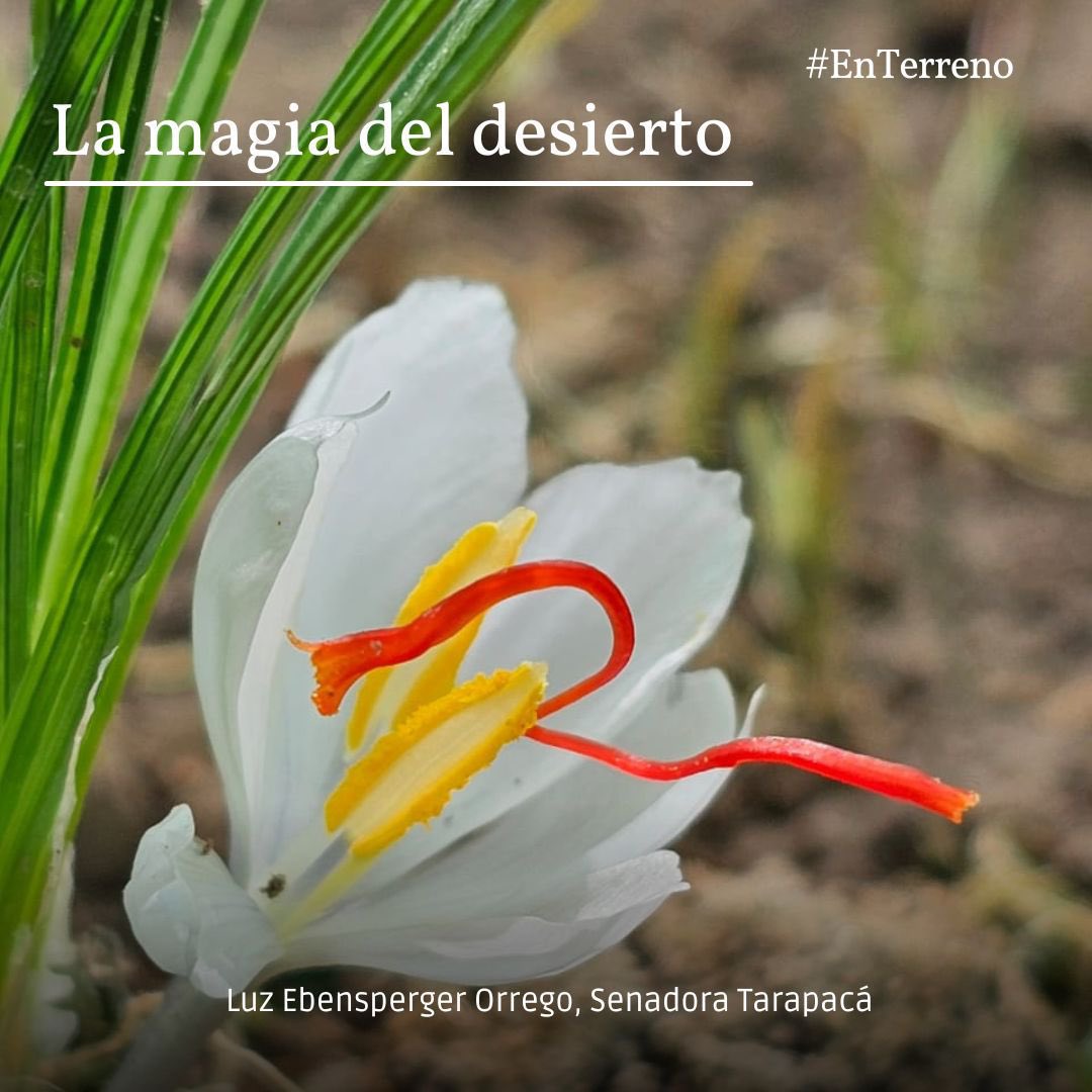 Hoy, el desierto nos sorprendió nueva y gratamente durante nuestro trabajo en terreno. Visitamos una parcela en La Tirana donde se produce azafrán. ¡Un emprendimiento admirable, acompañado además de las hermosas flores que lo preceden. Es asombroso todo lo que se puede lograr en