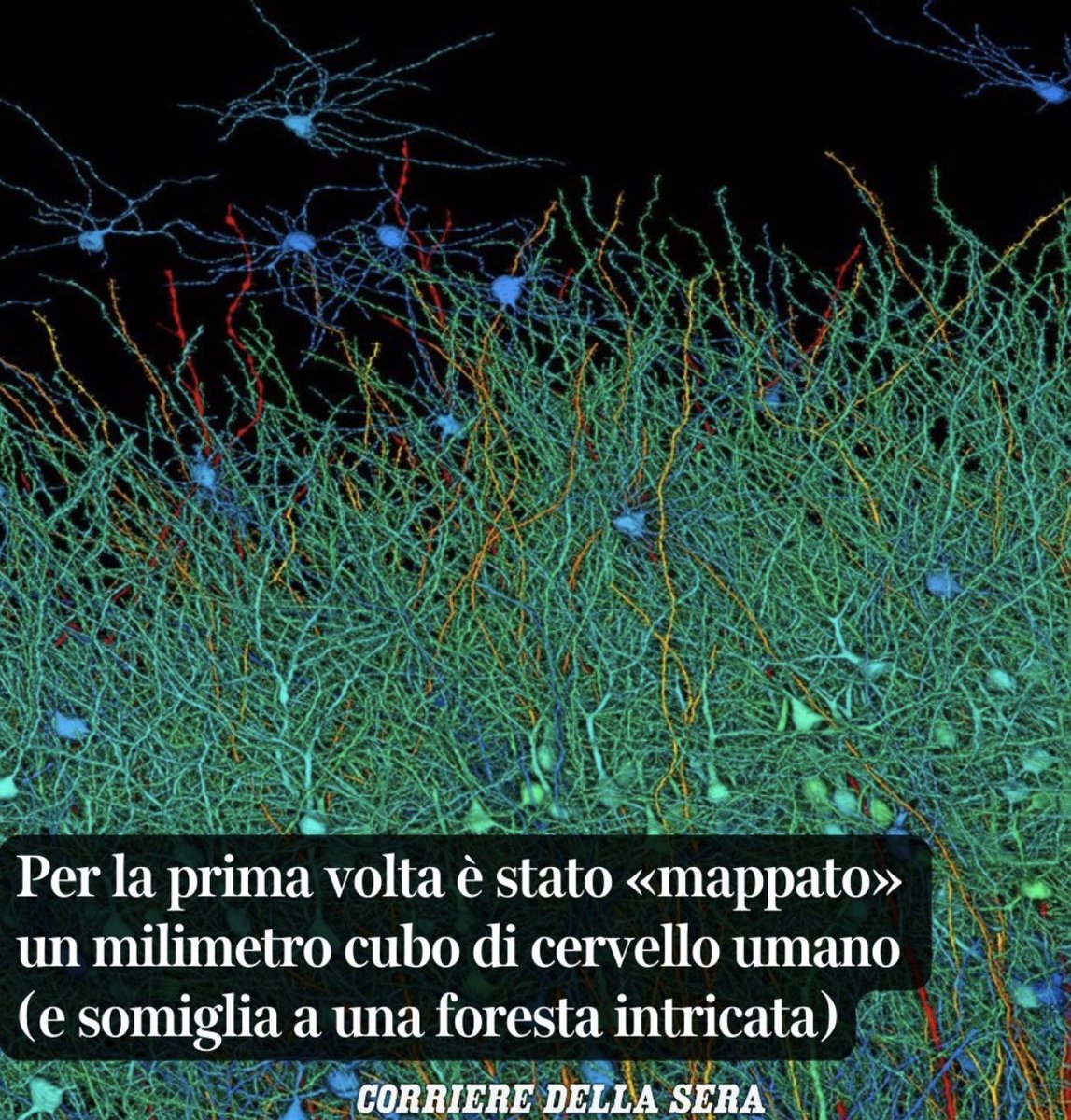 Un millimetro di cervello umano è un prato fiorito . Il problema è tutto il resto allora. [ team ricercatori Google + neuroscienziati Università Harvard ] fonte: @Corriere