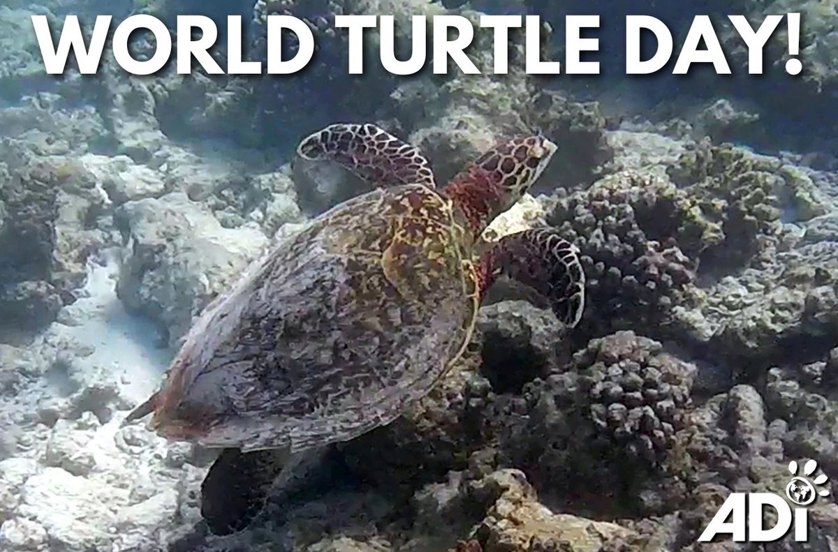 World Turtle Day was started by American Tortoise Rescue in 2000. These animals symbolise strength, longevity and protection. We must protect them and our oceans. Turtles are victims of bycatch and hunting. ADI is proud to have released trafficked turtles back into the wild.