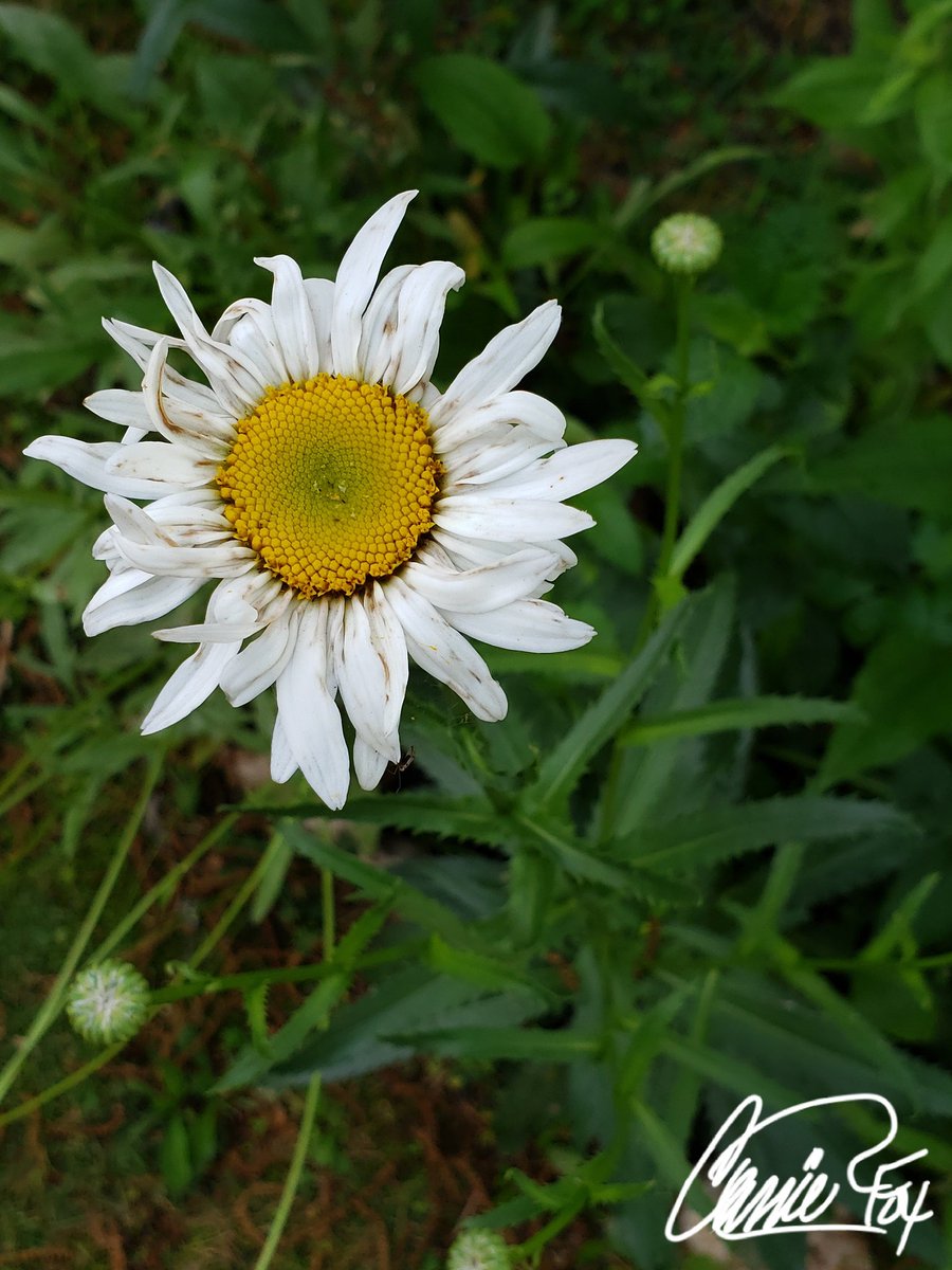 #BackyardBeauties My first Daisy or ? from the wildflower seed mix.  #PetalPusher #DailyBlooms #WildFlowerHour #CassieJFoxPhotos 📷 #CazFoxMedia #WhitmireSC #SumterNatonalForest #Gardens #FlowerPower