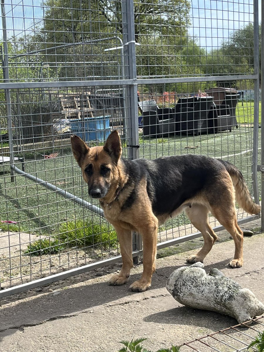 Willow is 4yrs old and this poor girl has been repeatedly used for breeding, Willow can live with older kids and would benefit from living with another dog to build her confidence #dogs #germanshepherd #Essex gsrelite.co.uk/willow-12/