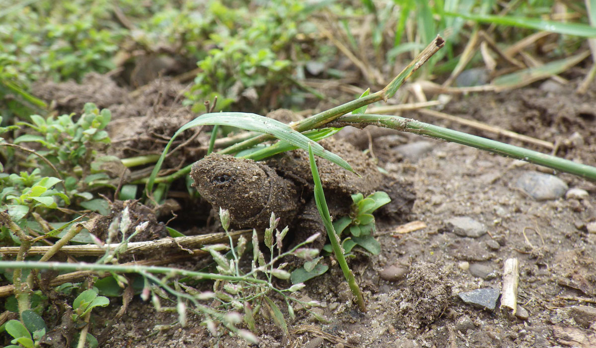 This is the third year of an amazing collaboration between HCA and teacher Sean Polap and his construction class at Milton District High School!  HCA has been the grateful recipient of 5 bat boxes, 23 turtle nest protectors, 38 bird boxes, and 2 owl boxes conservationhamilton.ca/blog/nest-prot…