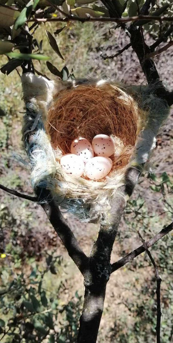 Nest of a Golden oriole, found by a friend in Spain today.