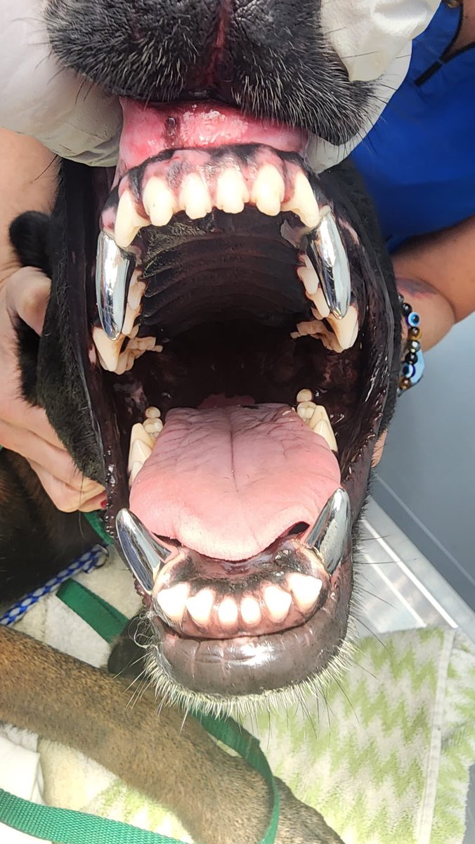 Erick Innis (@CoastlineK9) / Posts / X, image size:676x1200