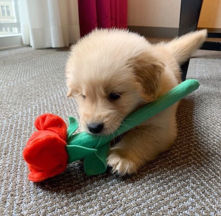 takemybear 🐶 tweet media