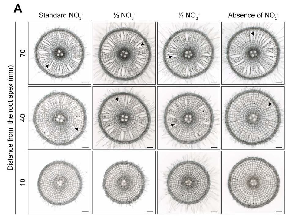 Low nitrate under waterlogging triggers exodermal suberization to form a barrier to radial oxygen loss in rice roots (Katsuhiro Shiono, Masato Ejiri, Yuto Sawazaki, Yuka Egishi, Tomonori Tsunoda) buff.ly/3K8kt23 @K_Shiono3 @FukuiPref_Univ @fpu_biotech @ASPB #PlantSci