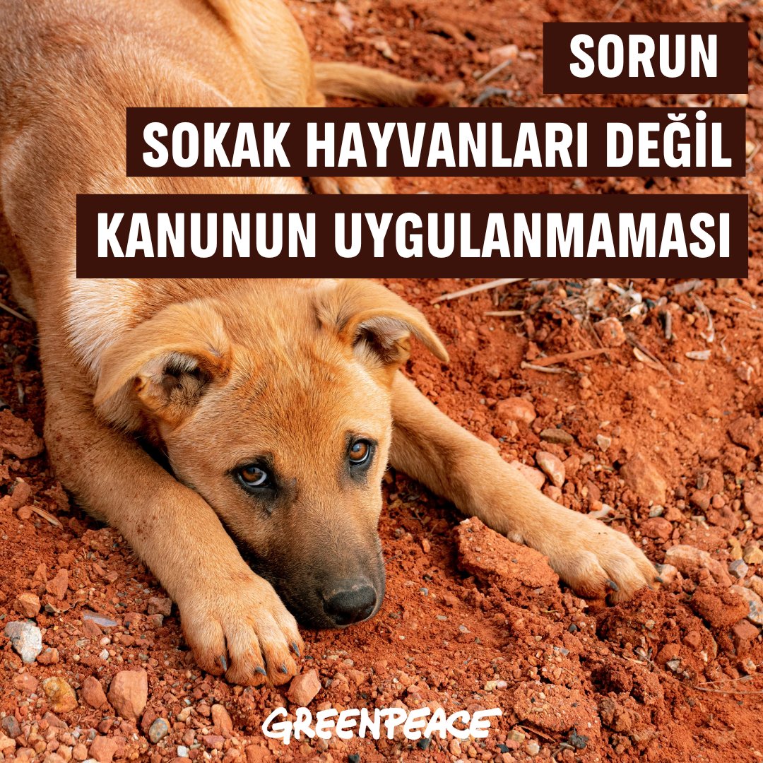 Türkiye’de sokak hayvanlarıyla ilgili sorunun kaynağı merkezi hükümetin ve yerel yönetimlerin sorumluluklarını yeterince yerine getirmemeleri.