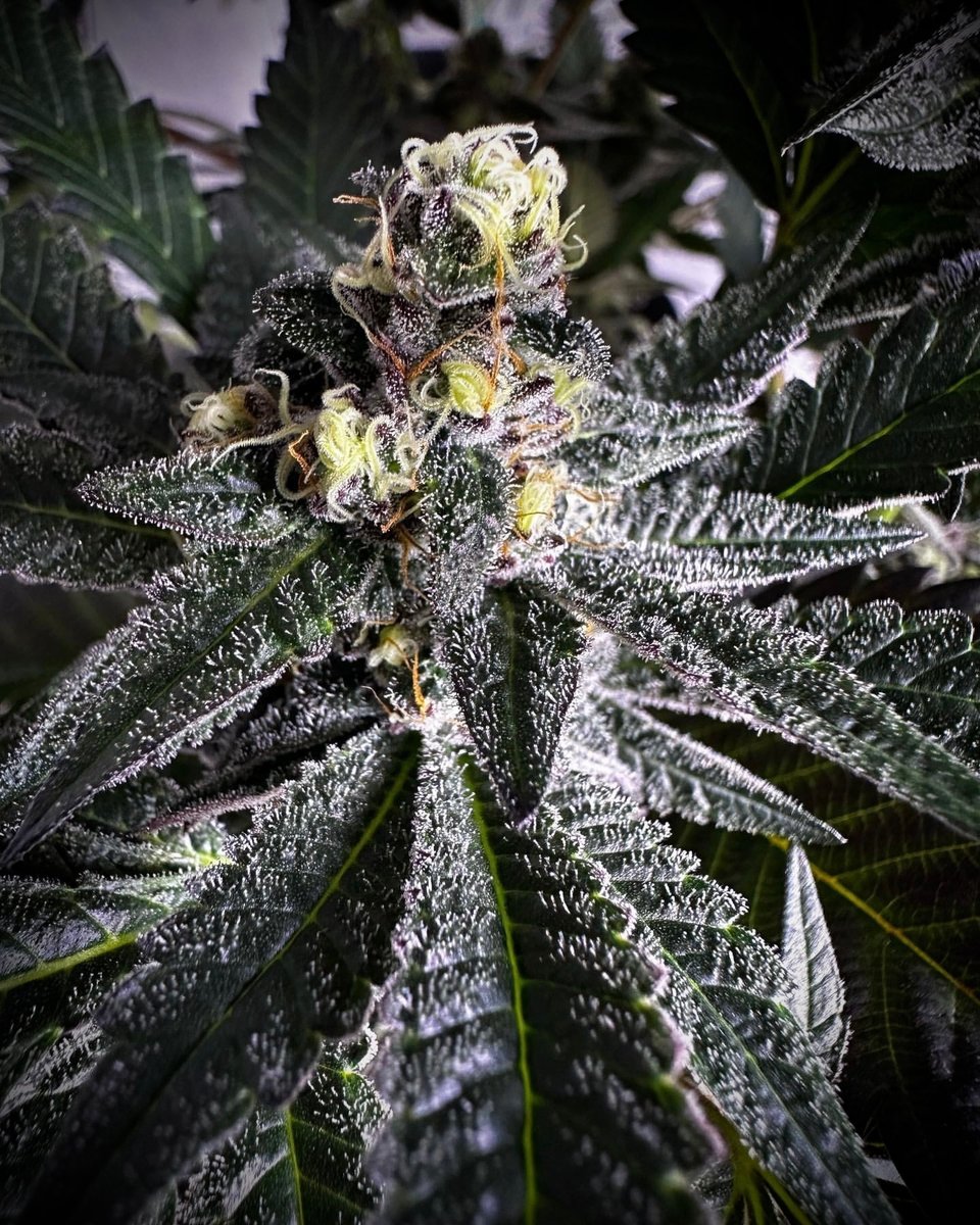 Unleash the true potential of your plants with the powerful X750 Grow Light. 🌱✨ Illuminate your grow space and watch your plants thrive under the perfect spectrum control, energy efficiency, & superior cooling. 📸 Grown by @homegrownsuppliesinc 🛒: bit.ly/KINDLED