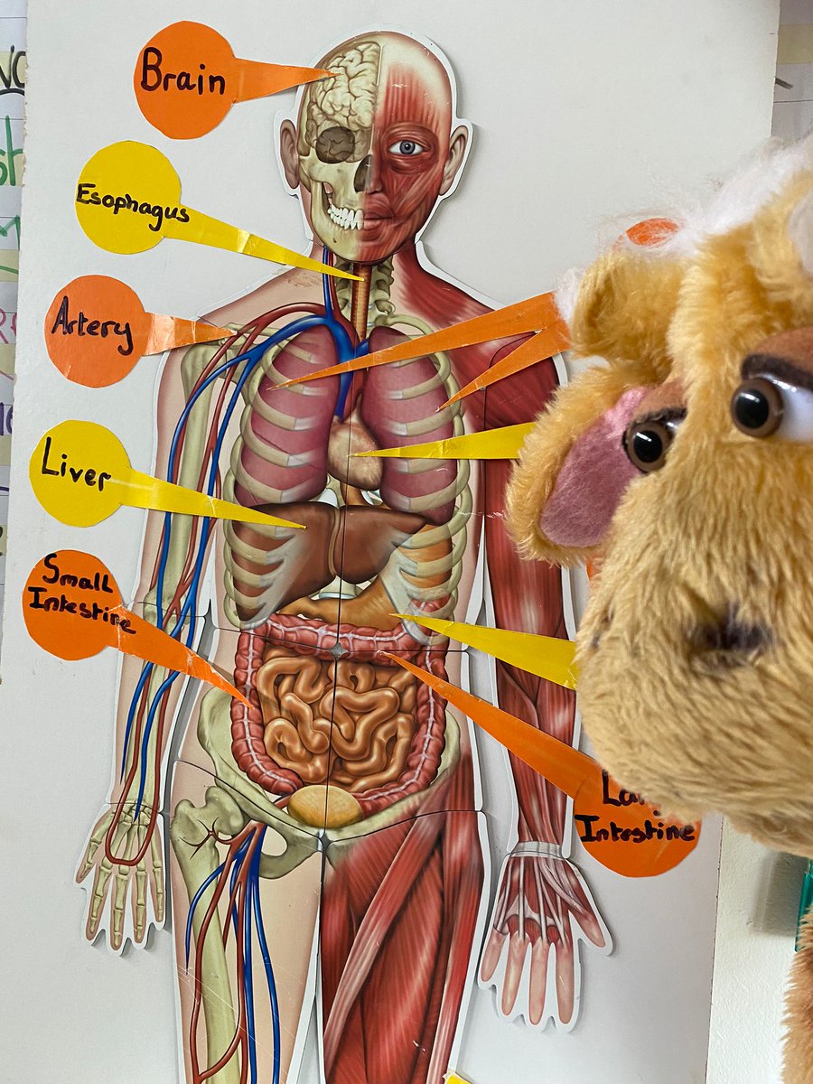 Life Education East Midlands tweet media