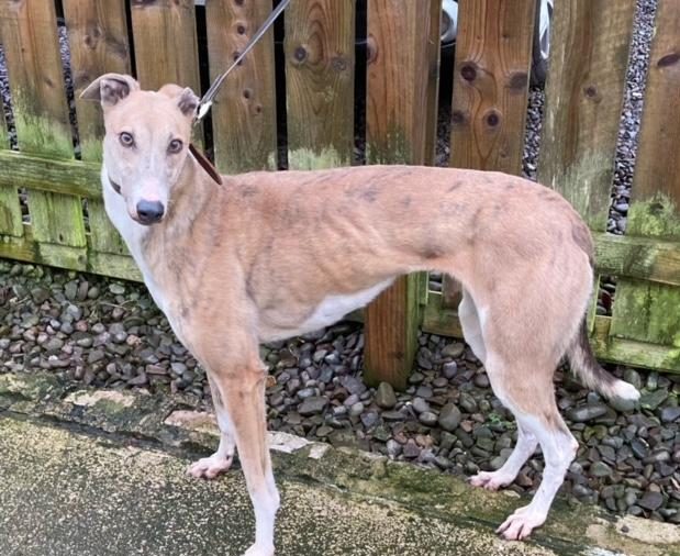 Diva 5 yr old Greyhound, she's an affectionate girl who travels well and is looking for a new home, more info/adopt her from @DCGreyhounds UK