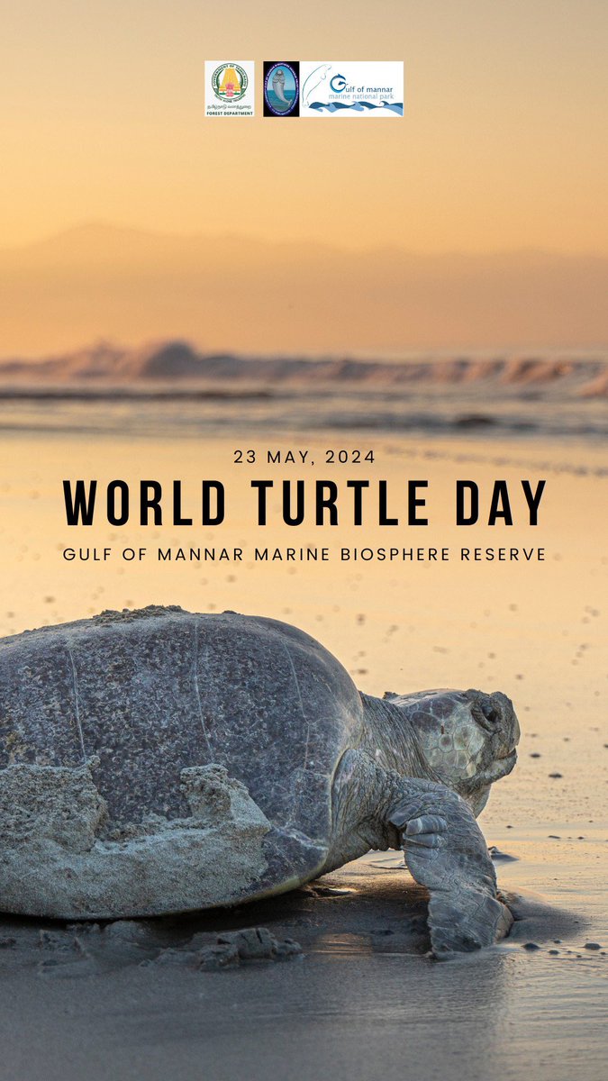 GulfofMannarMNP's tweet image. #WorldTurtleDay
At Gulf of Mannar, we are cherishing the joy of protecting baby turtle hatchlings till they make their way back to the sea. 

Watch to know how we do it!
#OliveRidley #saveturtles 

@jagdishbakanIFS @tnforestdept @supriyasahuias @moefcc