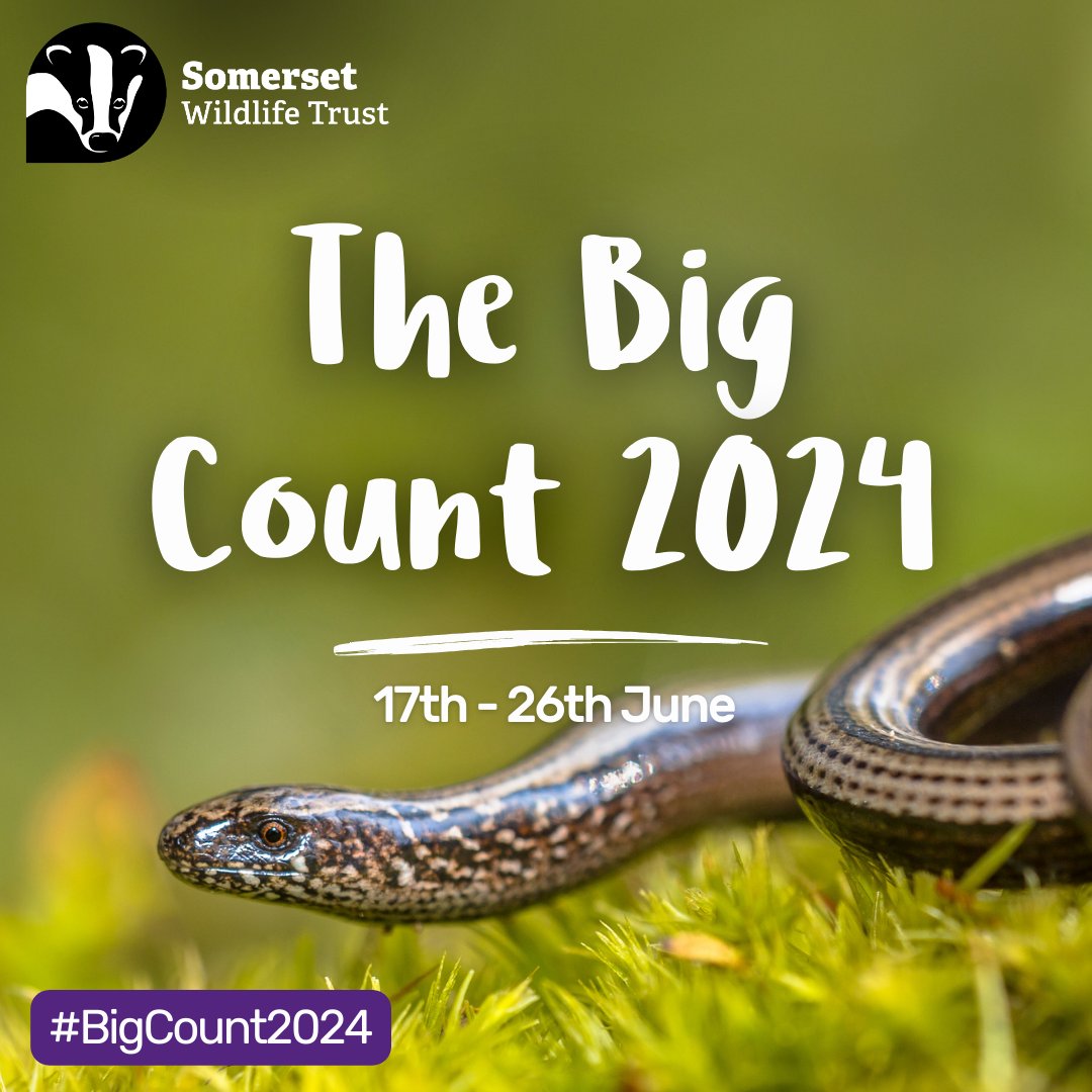 Our biggest citizen science event of the year is BACK! 🔍 Get outside this summer and helplook out for the wildlife right on your doorstep! Sign up now: somersetwildlife.org/bigcount2024 #Somerset #CitizenScience