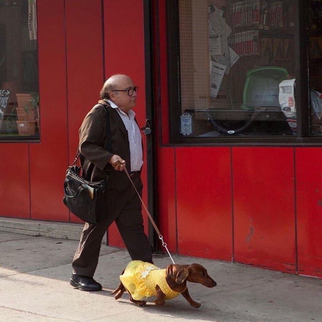 good morning, here’s Danny DeVito walking his dachshund in a yellow dress around NYC