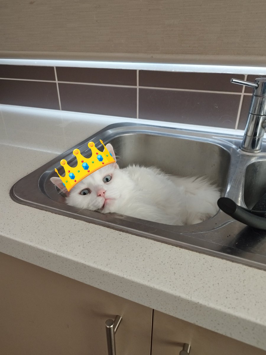 @scruffkit “Staff! Remove these dishes at once! They offend my queenly dignity!” 👑