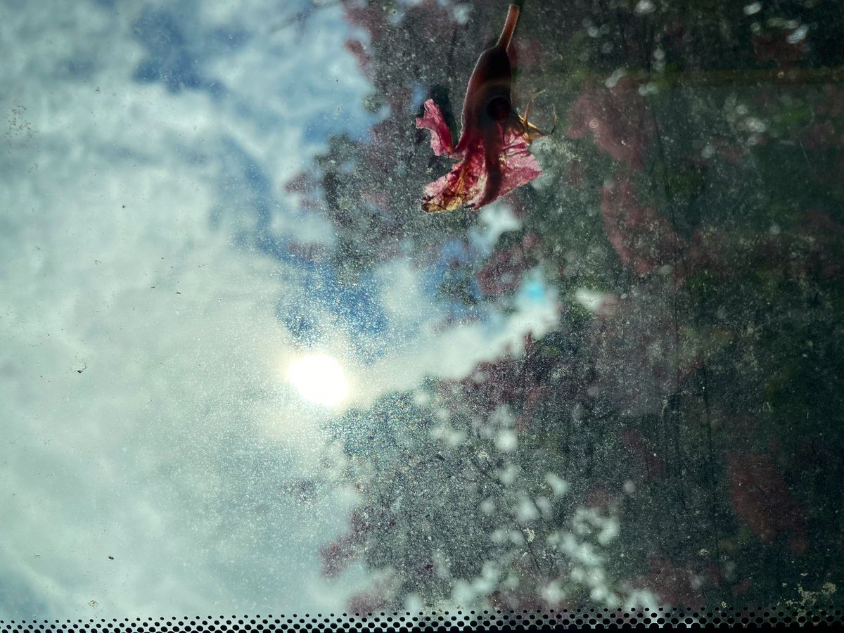 Through the roof
Of the jalopy 
Setting off lhs
Coming home rhs
The confetti provided
by the horsechestnut 
#alternativeview 
Weather report ⭐️