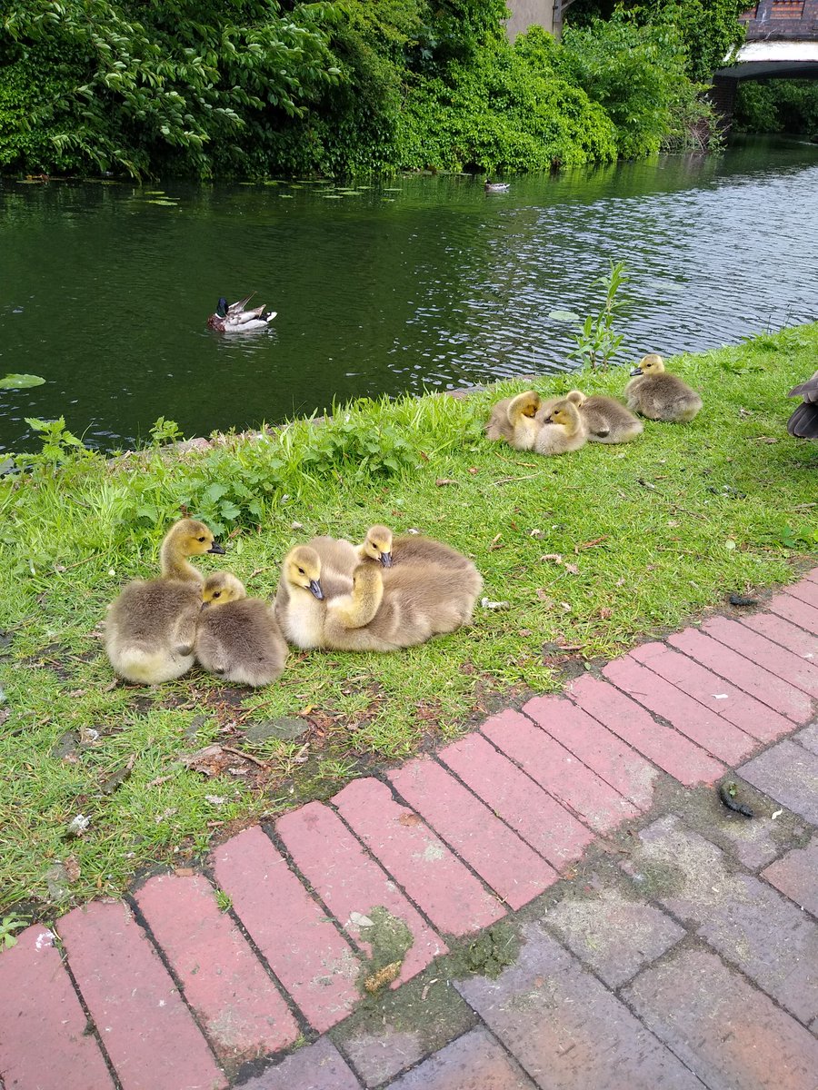 No sign of the swans and cygnets today , but came across these cute little one's. Mum & Dad were watching closely just out of shot.
@CanalRiverTrust