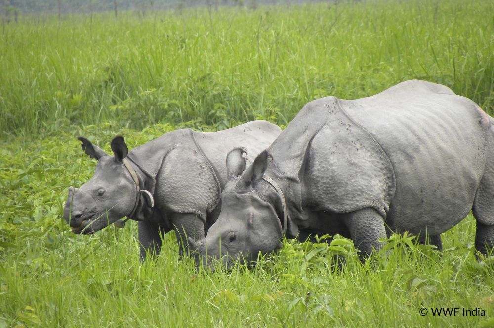 Increasing from a population of fewer than 200 at the turn of the 20th Century, long-term conservation interventions have made a huge impact on the Greater one-horned rhinos of Assam, India > buff.ly/4dSXPs5 

📸 WWF India

#rhino #savetherhino #greateronehornedrhino