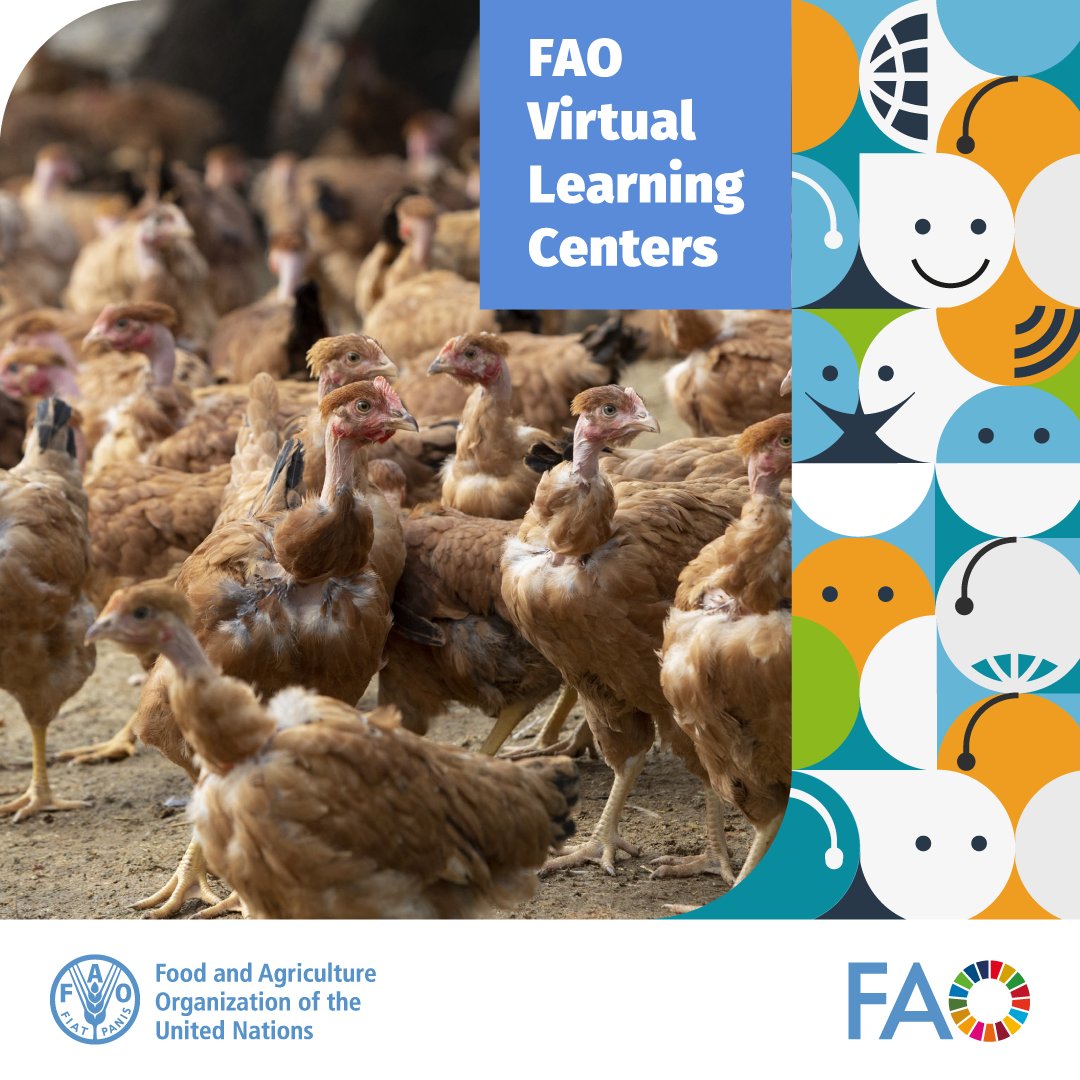 🐦🦠🔍 Early detection of #avianinfluenza (AI) in common bird species is crucial for stopping transmission! Discover how to identify signs via the new @FAO Virtual Learning Centers self-paced course. 👉bit.ly/495JipM