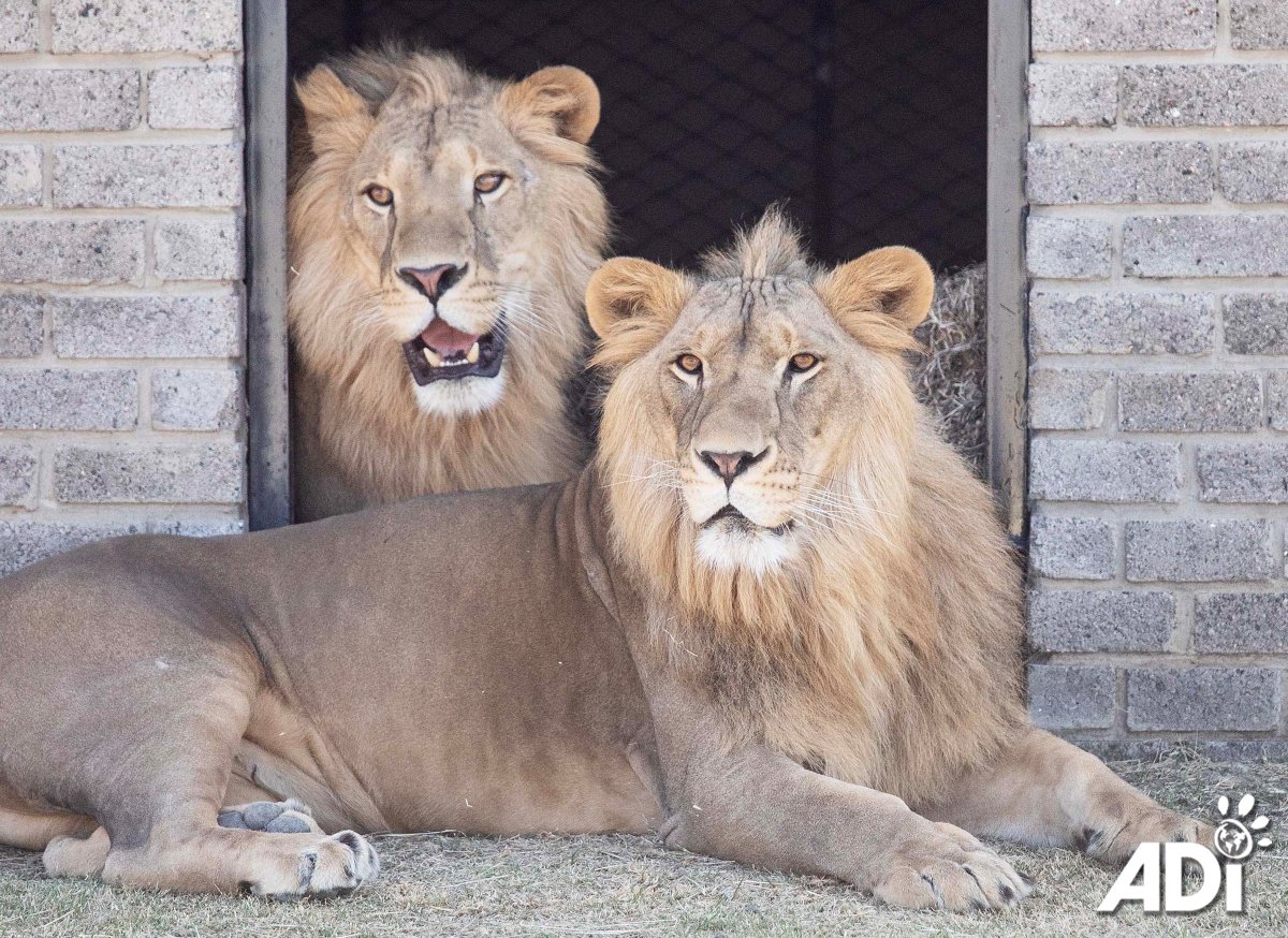 THE WORLD LOOKS DIFFERENT TODAY! After a long journey from Kuwait – including 15 hours held at Johannesburg airport – Shujaa and Saham arrived at the ADI Wildlife Sanctuary in South Africa at 9pm and were released into their house. They are in quarantine for the next 2 weeks.