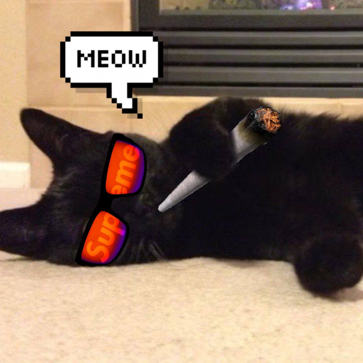 Zack Morris' cat Harry tweet media