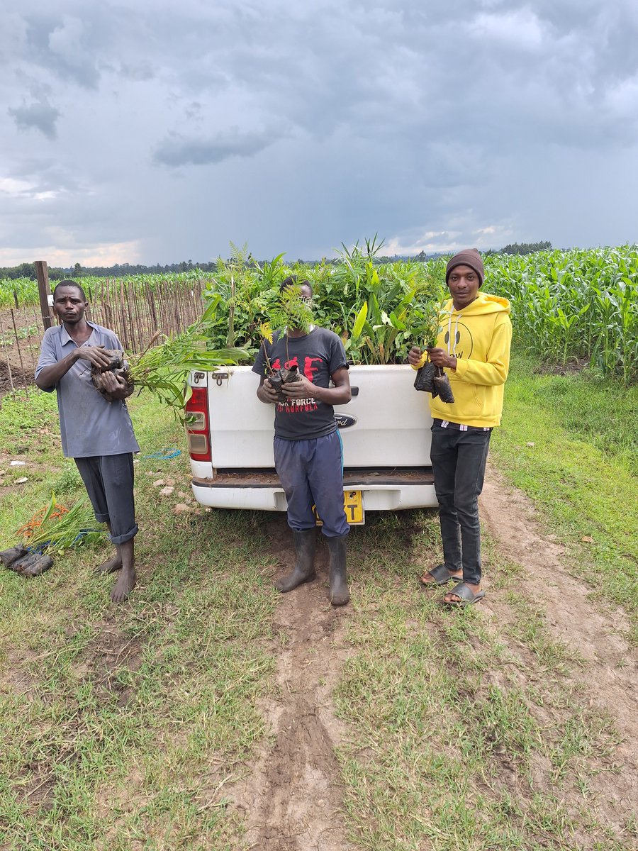 Delivering seedlings on a farm at Namanjala, Trans Nzoia County, today! JazaMiti.