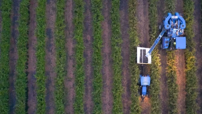 Grape growers supplying Australian drinks giant Accolade Wines have rejected a buy-out offer aimed at stemming the country’s vast wine oversupplies. Accolade Wines has purchased all grapes grown by members of the CCW for around 25 years. @AccoladeWines Just-drinks.com/news/accolade-…