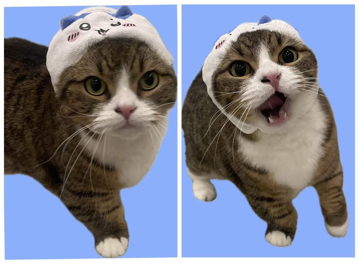 koyamamomoyo's tweet image. 今夜22時〜生放送📻
ラジオ「滋養強壮！小山百代」

前半無料で誰でも聴けます୨୧

ハチワレあめくん🩵💙
#もよちゃん健康