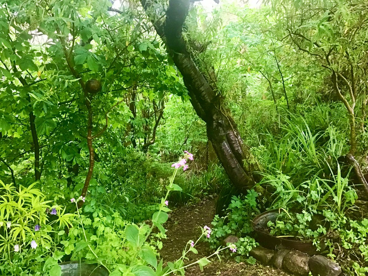 My woodland garden is more like the lush rainforest today… The mammoth rain deluge continues 💦💦💦 Inverness #LoveUkWeather #ThePhotoHour #MyGarden #Scotland