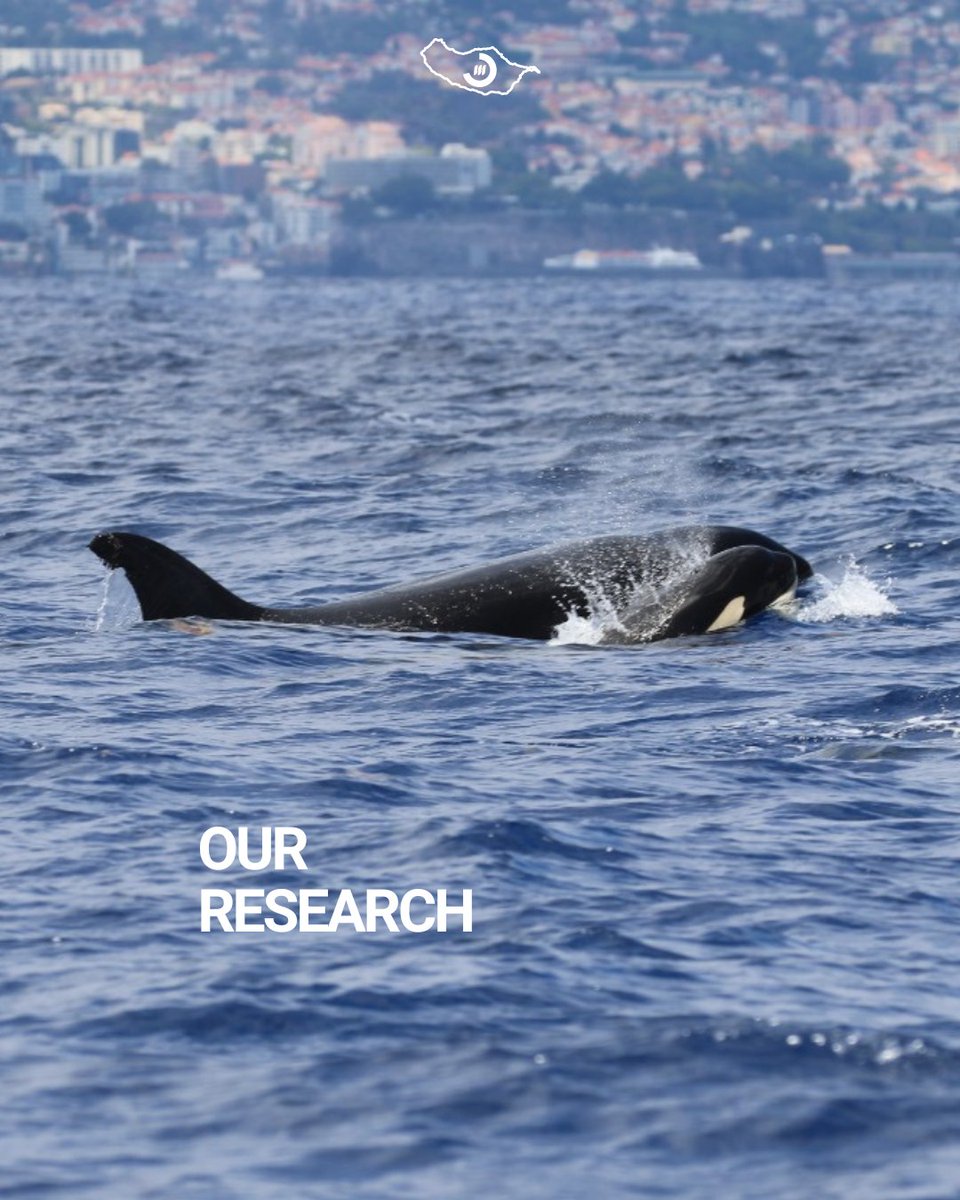 Yesterday, our research team embarked on an unexpected fieldwork day after hearing about orca sightings! They were able to see a group of 6 individuals: 2 males, 3 females and 1 baby! 🔊 Hear the clicks of pilot whales and sperm whales on our blog post: mare-madeira.pt/we-got-the-spi…